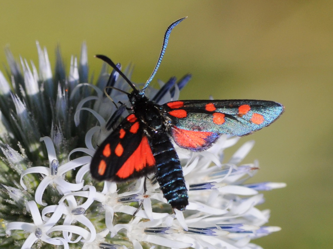 Zygaenidae varie